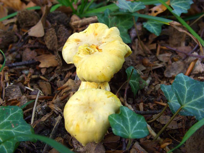 cantharellus cibarius?